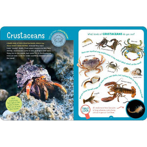 Backpack Explorer - Beach Walk-Hatchette Group-Modern Rascals