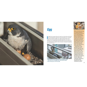 Falcons in the City - the Story of Peregrine Falcon Family-Firefly Books-Modern Rascals