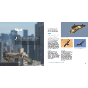 Falcons in the City - the Story of Peregrine Falcon Family-Firefly Books-Modern Rascals