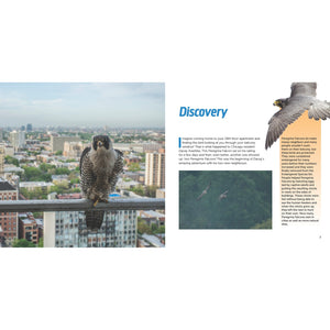 Falcons in the City - the Story of Peregrine Falcon Family-Firefly Books-Modern Rascals