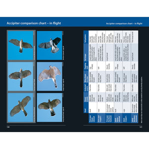 Hawks and Owls of Eastern North America-Firefly Books-Modern Rascals