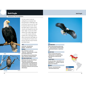 Hawks and Owls of Eastern North America-Firefly Books-Modern Rascals