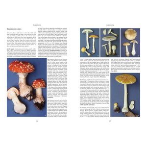 Mushrooms and Other Fungi of North America-Firefly Books-Modern Rascals