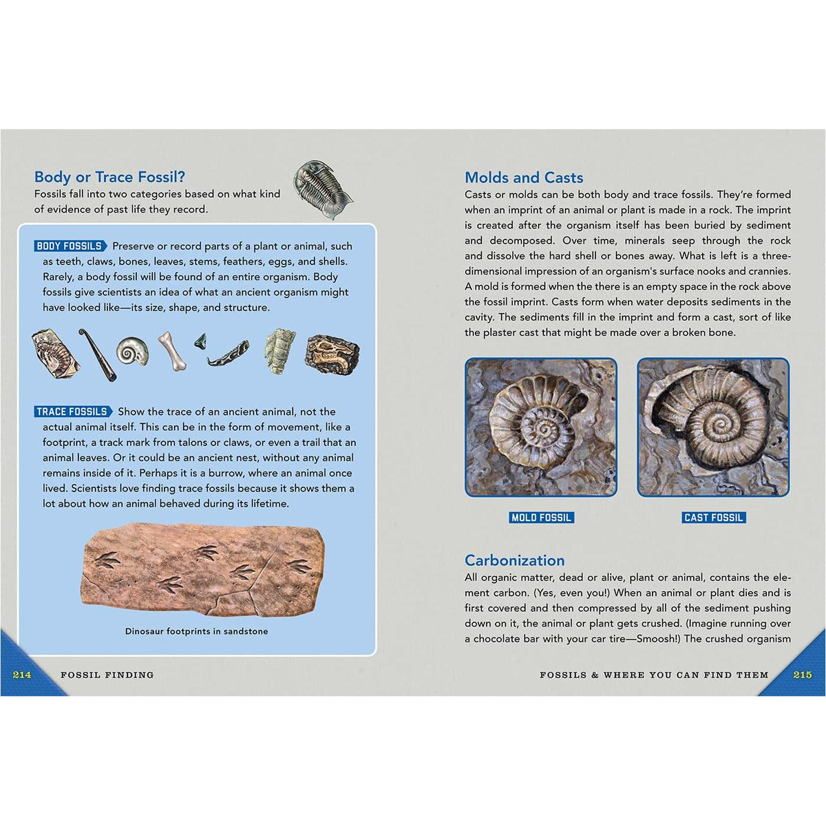 Outdoor School: Rock, Fossil, and Shell Hunting-Raincoast Books-Modern Rascals
