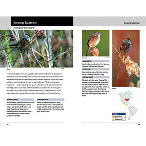 Sparrows and Finches of the Great Lakes Region and Eastern North America-Firefly Books-Modern Rascals