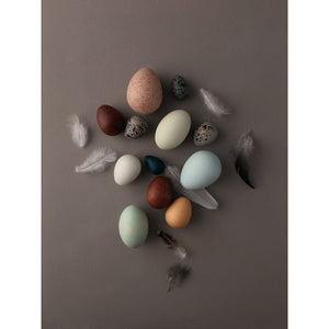 A Dozen Bird Eggs in a Box-Moon Picnic-Modern Rascals