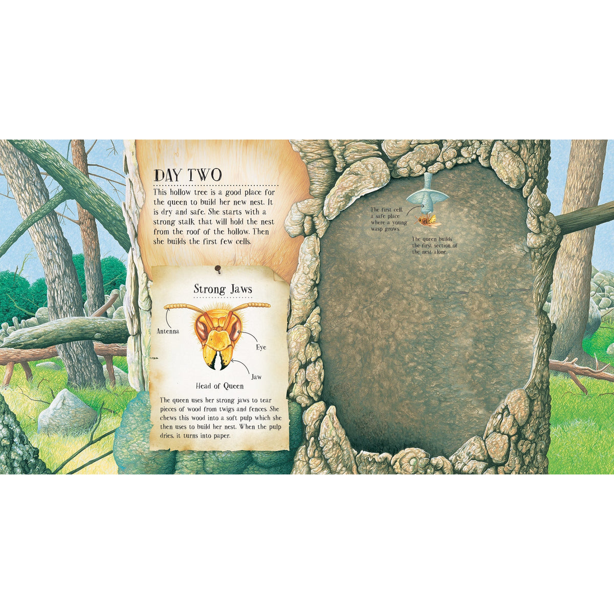 A Wasp Builds a Nest: See Inside a Paper Wasp's Nest and Watch It Grow-Firefly Books-Modern Rascals