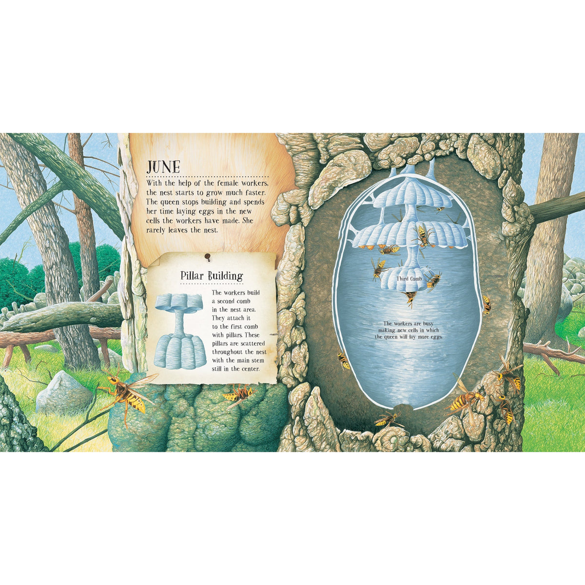 A Wasp Builds a Nest: See Inside a Paper Wasp's Nest and Watch It Grow-Firefly Books-Modern Rascals