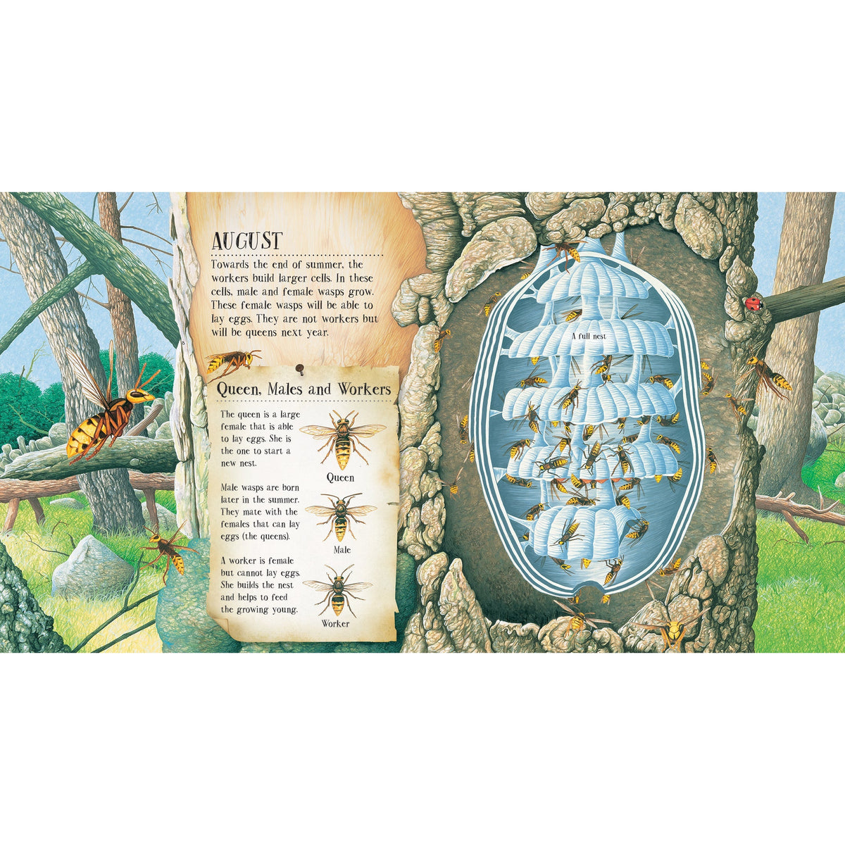 A Wasp Builds a Nest: See Inside a Paper Wasp's Nest and Watch It Grow-Firefly Books-Modern Rascals