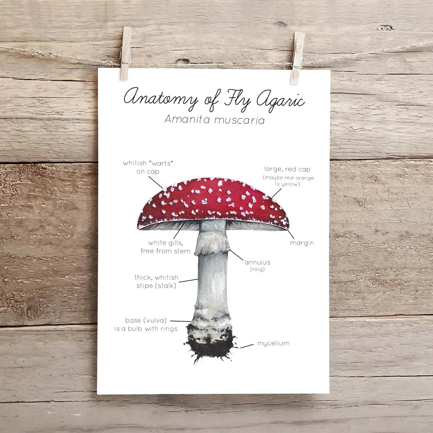 Anatomy of a Fly Agaric Mushroom - 5"x7" Art Print-Stephanie Hathaway Designs-Modern Rascals