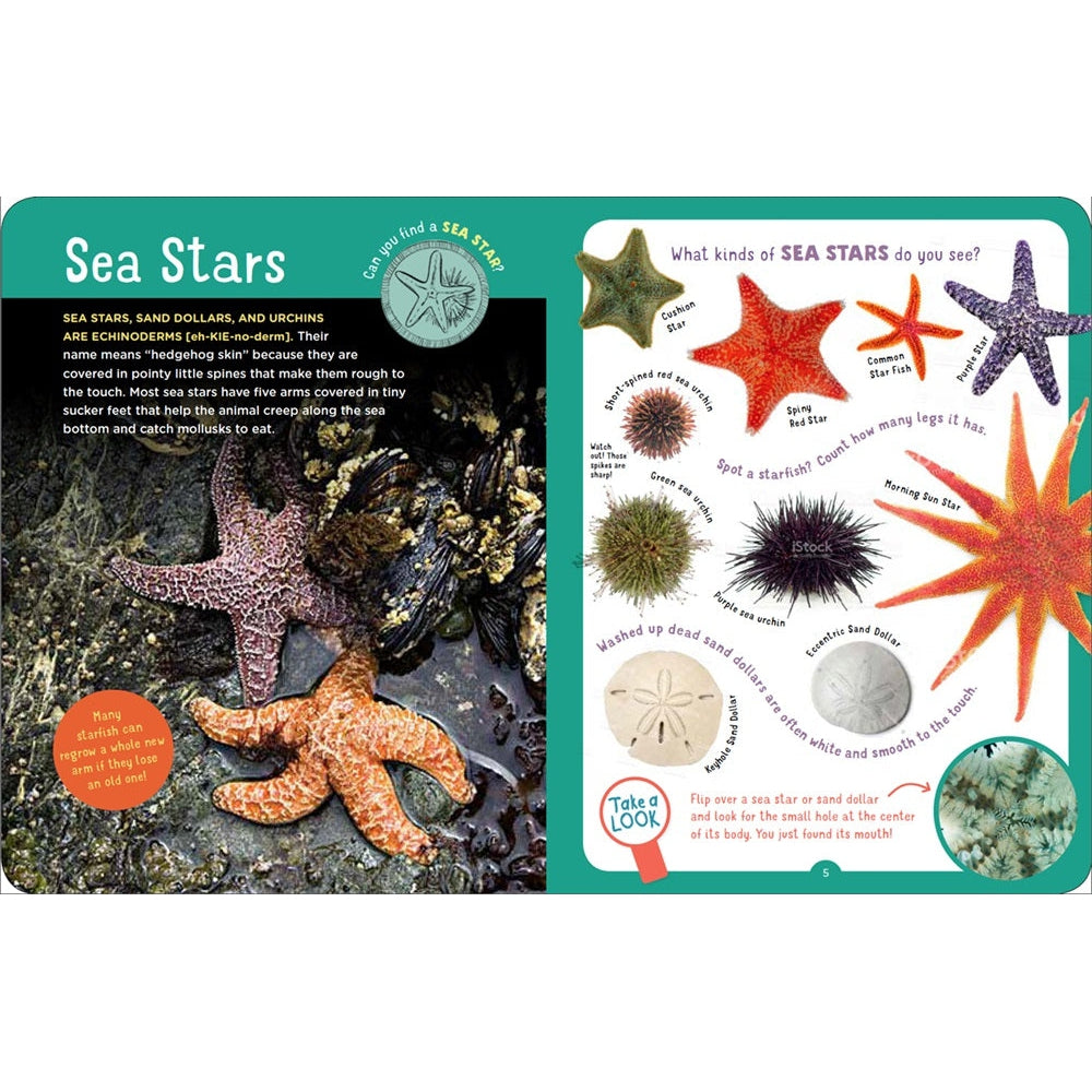 Backpack Explorer - Beach Walk-Hatchette Group-Modern Rascals