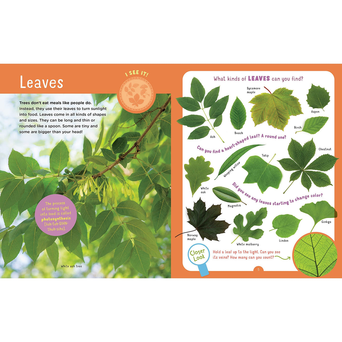 Backpack Explorer - Discovering Trees-Hatchette Group-Modern Rascals