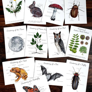 Backyard Nature Art Cards - Anatomy in Nature-Stephanie Hathaway Designs-Modern Rascals