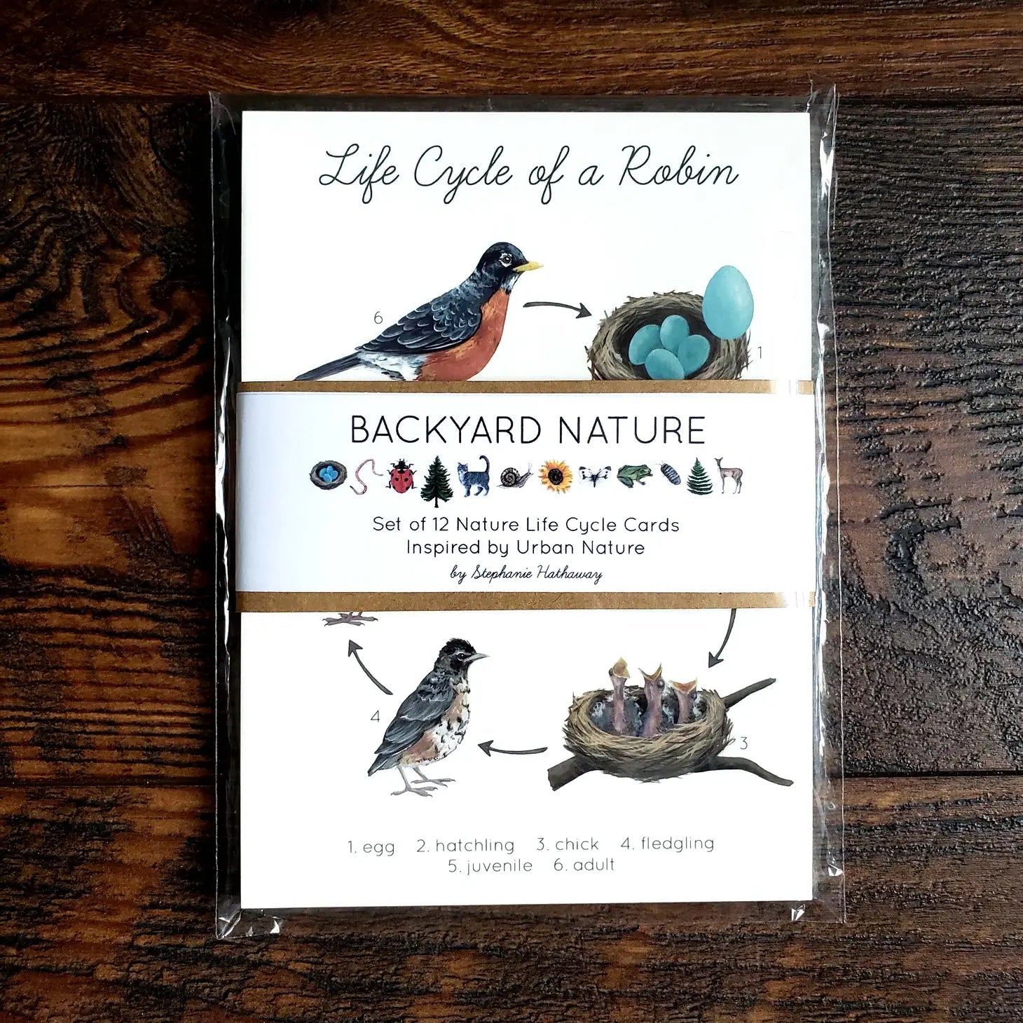 Backyard Nature Art Cards - Life Cycles-Stephanie Hathaway Designs-Modern Rascals