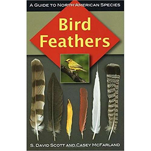 Bird Feathers A Guide To North American Species