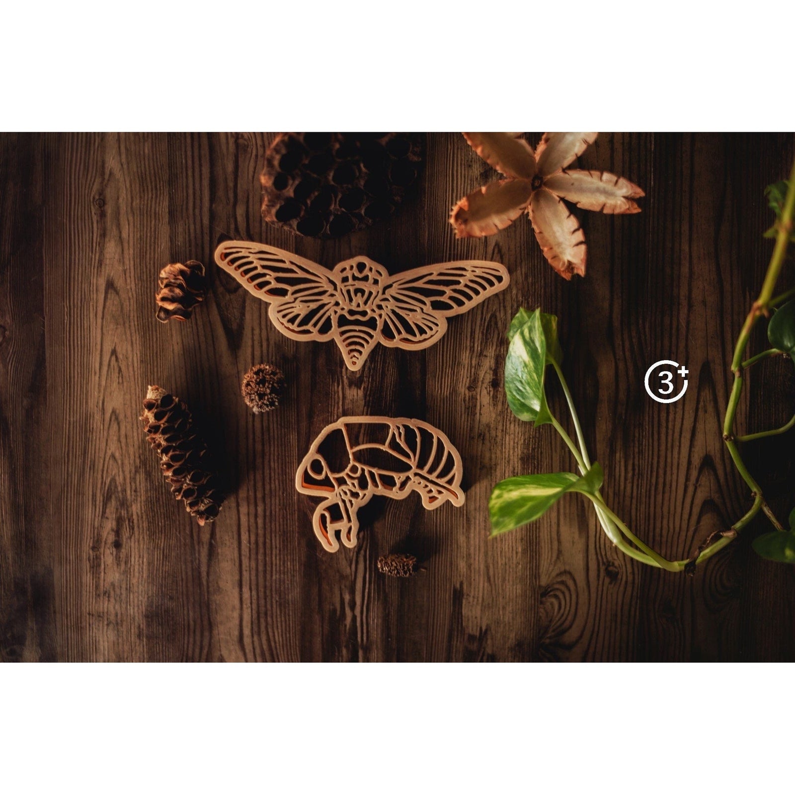 Cicada Eco Cutter Set-Kinfolk and Co.-Modern Rascals