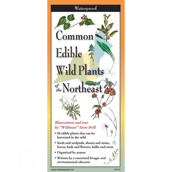 Common Edible Plants of the Northeast - Folding Guide-Nimbus Publishing-Modern Rascals