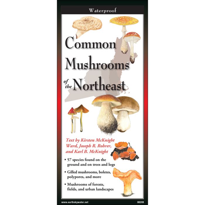 Common Mushrooms of the Northeast - Folding Guide-Nimbus Publishing-Modern Rascals