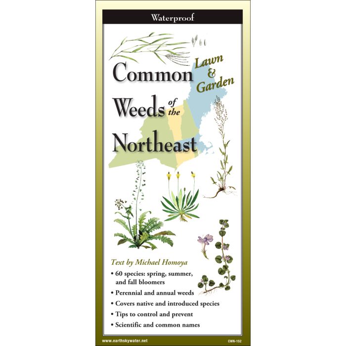 Common Weeds of the Northeast - Folding Guide-Nimbus Publishing-Modern Rascals