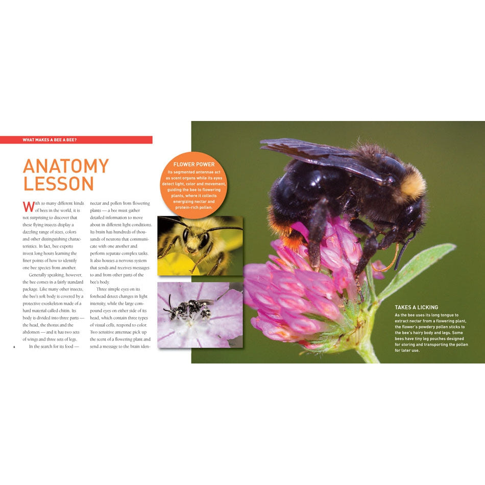 Exploring the World of Bees-Firefly Books-Modern Rascals