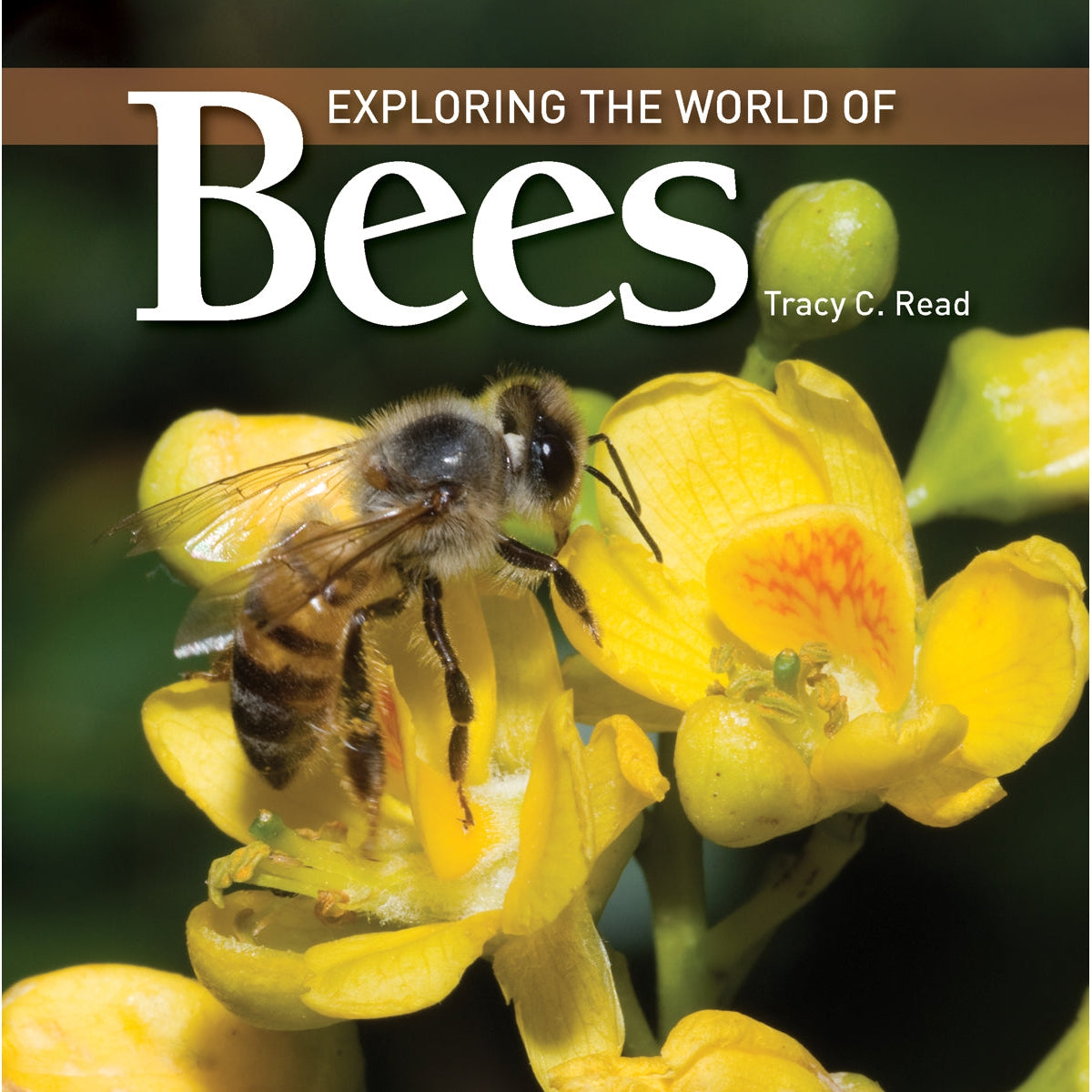 Exploring the World of Bees-Firefly Books-Modern Rascals