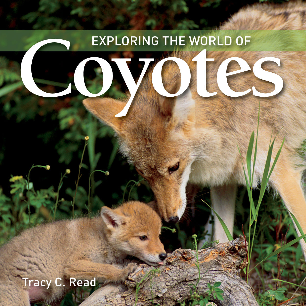 Exploring the World of Coyotes-Penguin Random House-Modern Rascals