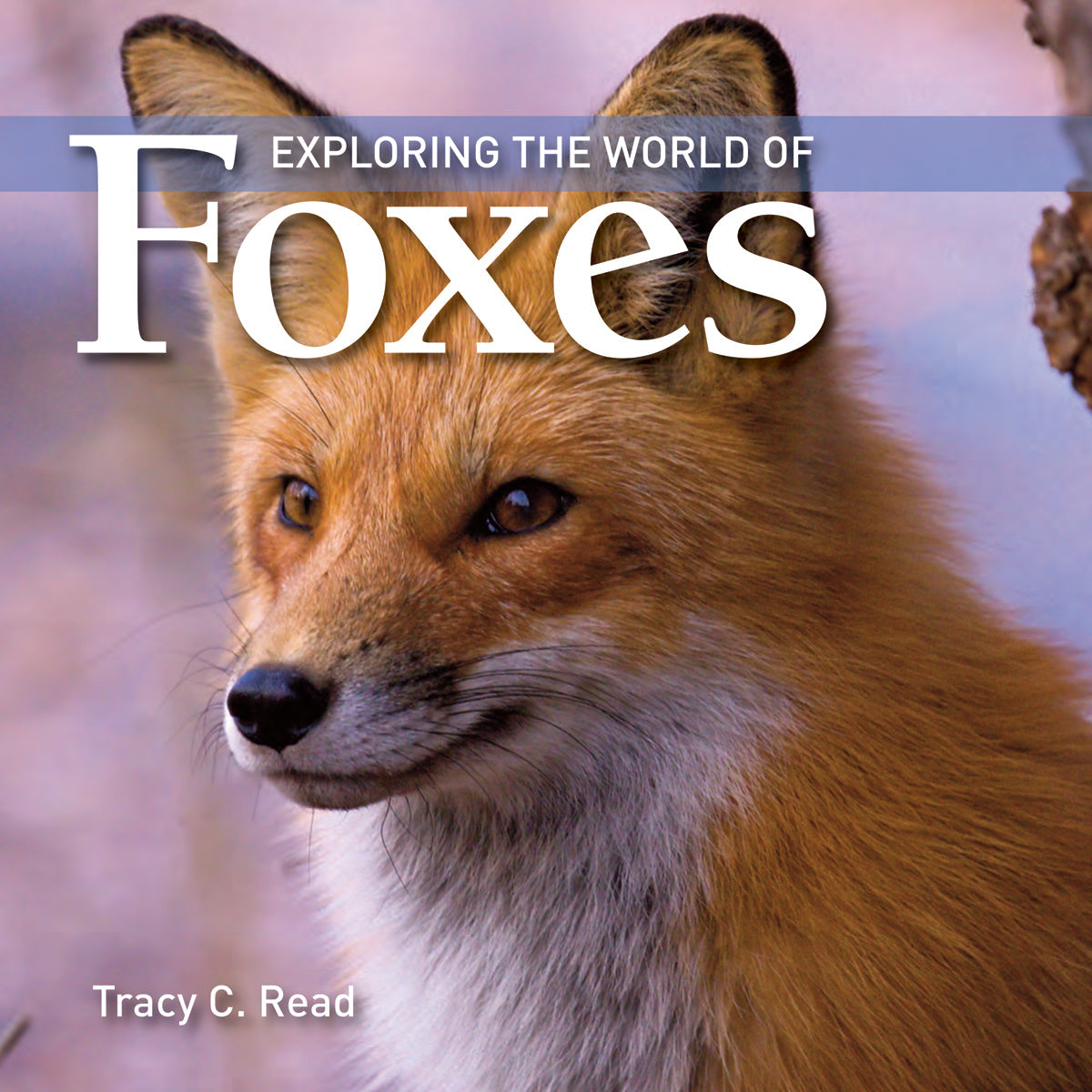 Exploring the World of Foxes-Firefly Books-Modern Rascals