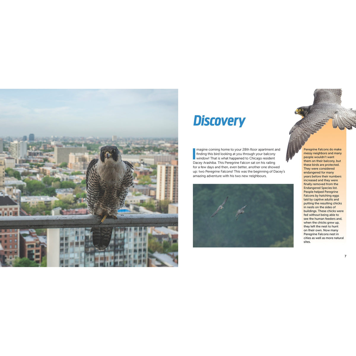 Falcons in the City - the Story of Peregrine Falcon Family-Firefly Books-Modern Rascals