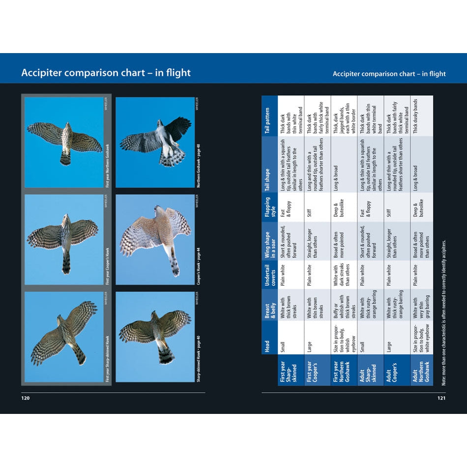Hawks and Owls of Eastern North America-Firefly Books-Modern Rascals