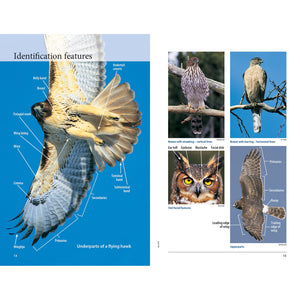 Hawks and Owls of Eastern North America-Firefly Books-Modern Rascals