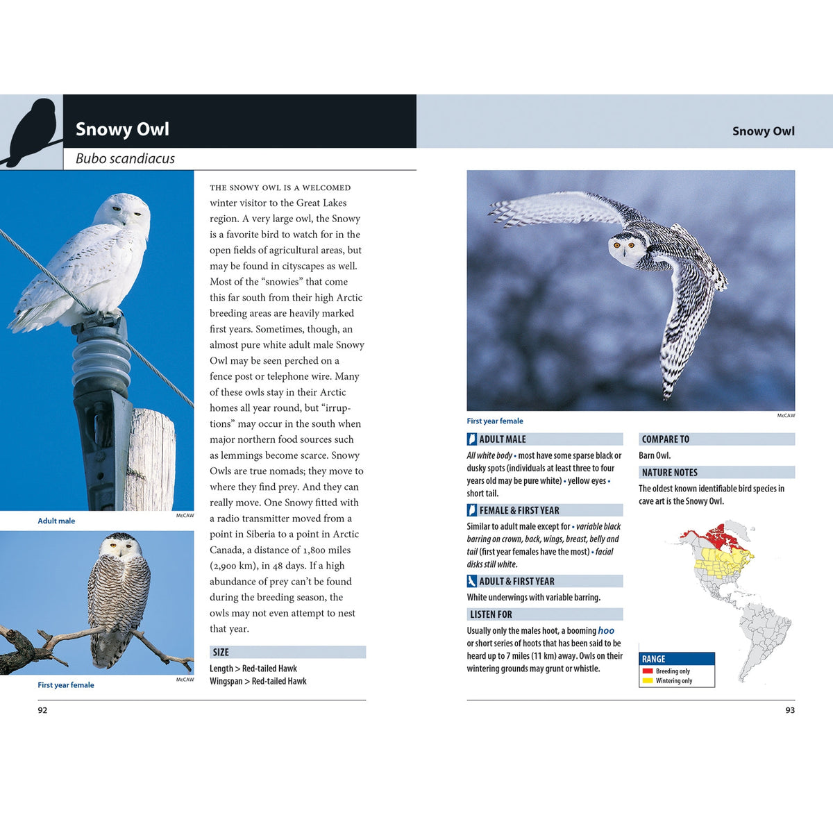 Hawks and Owls of Eastern North America-Firefly Books-Modern Rascals