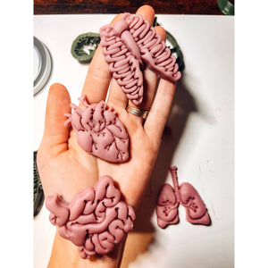 Human Body Parts || Anatomy EcoCutter Collection-CJ Eco-Play-Modern Rascals