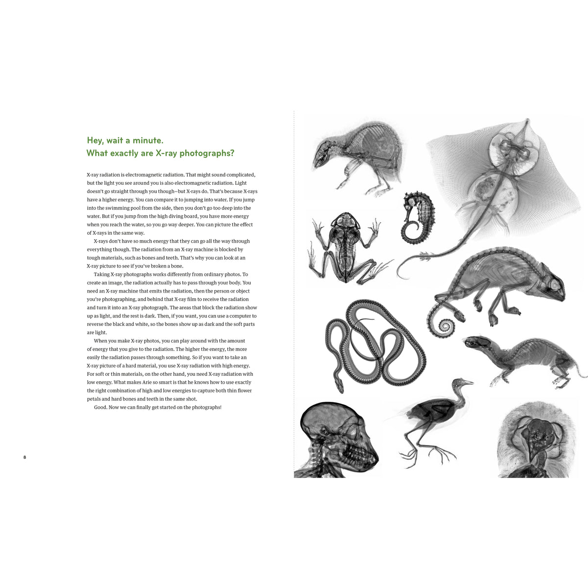 Inside In - X-Rays of Nature's Hidden World-Greystone-Modern Rascals