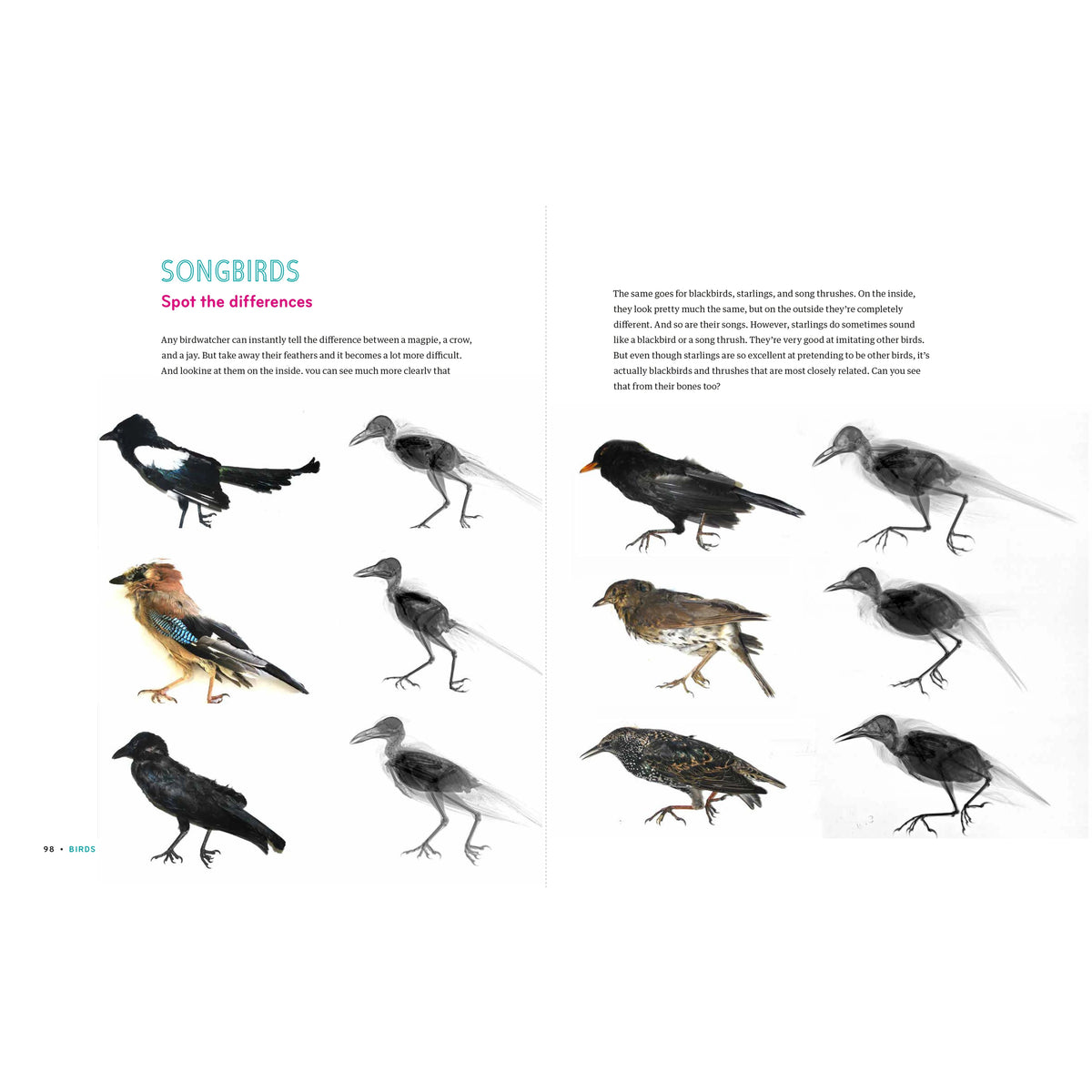 Inside In - X-Rays of Nature's Hidden World-Greystone-Modern Rascals