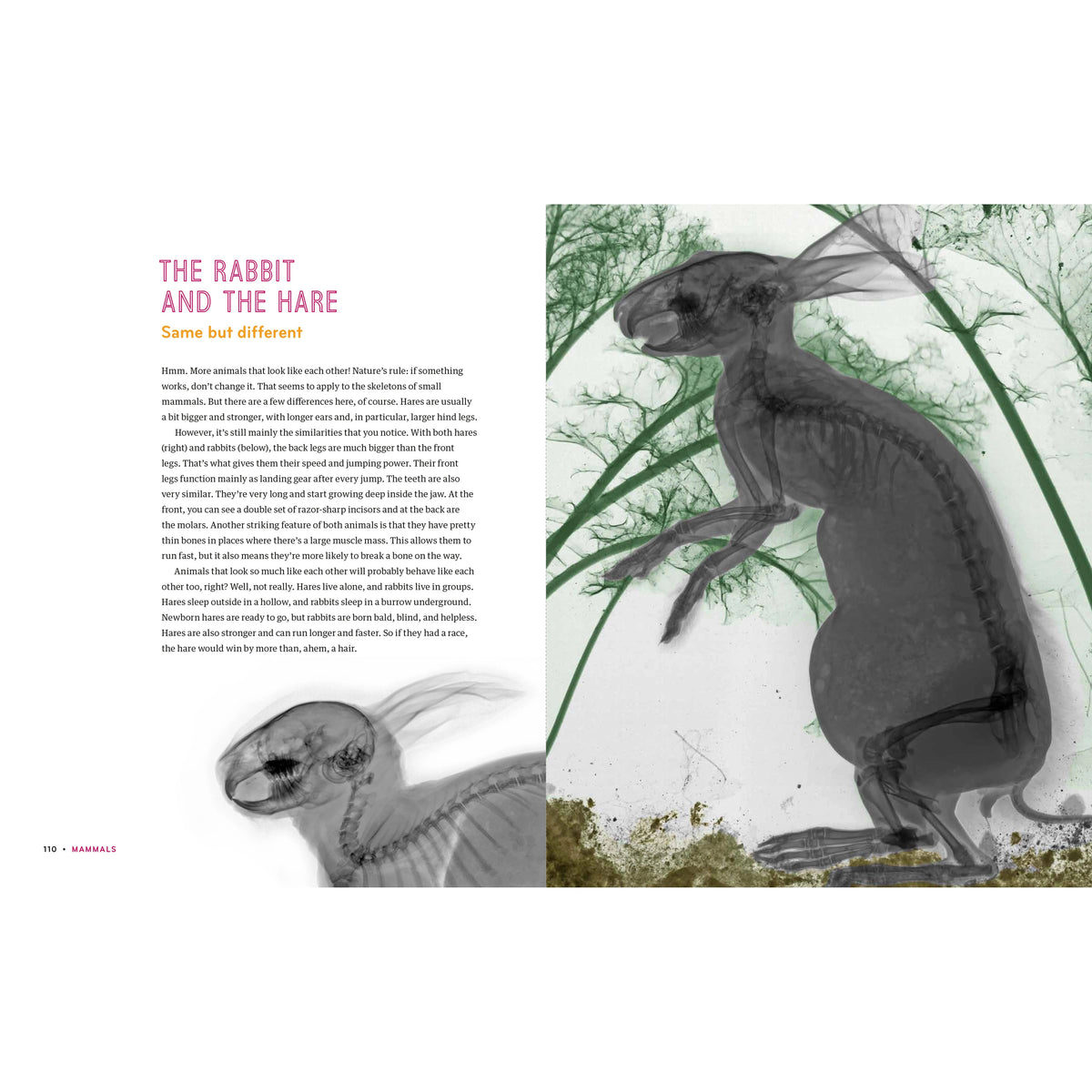 Inside In - X-Rays of Nature's Hidden World-Greystone-Modern Rascals