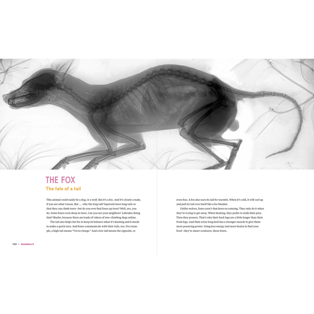 Inside In - X-Rays of Nature's Hidden World-Greystone-Modern Rascals