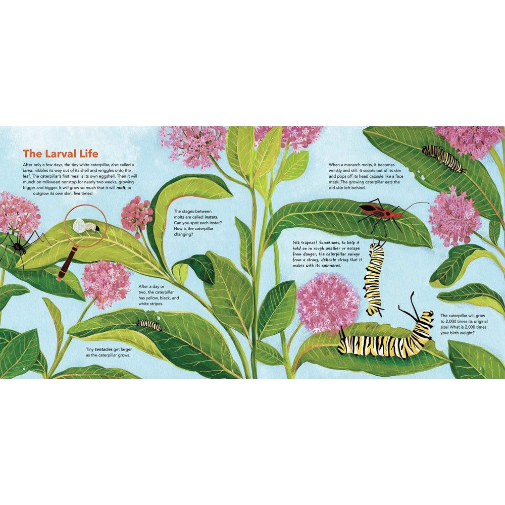 Monarch Butterlies-Hatchette Group-Modern Rascals