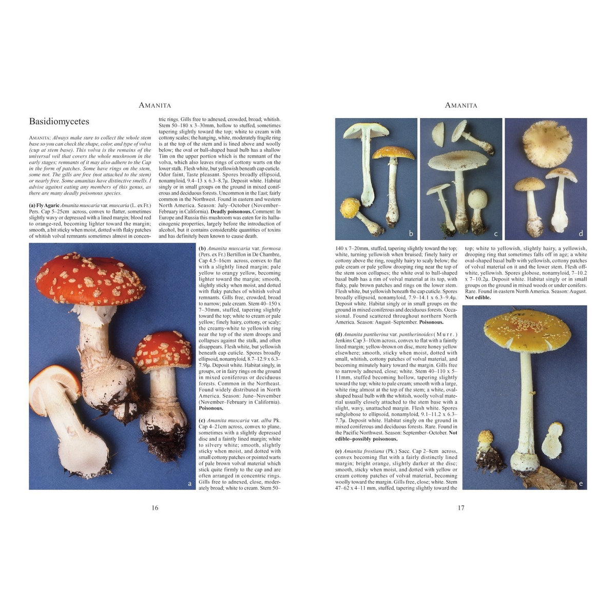 Mushrooms and Other Fungi of North America-Firefly Books-Modern Rascals