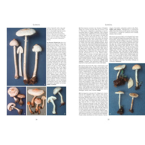Mushrooms and Other Fungi of North America-Firefly Books-Modern Rascals