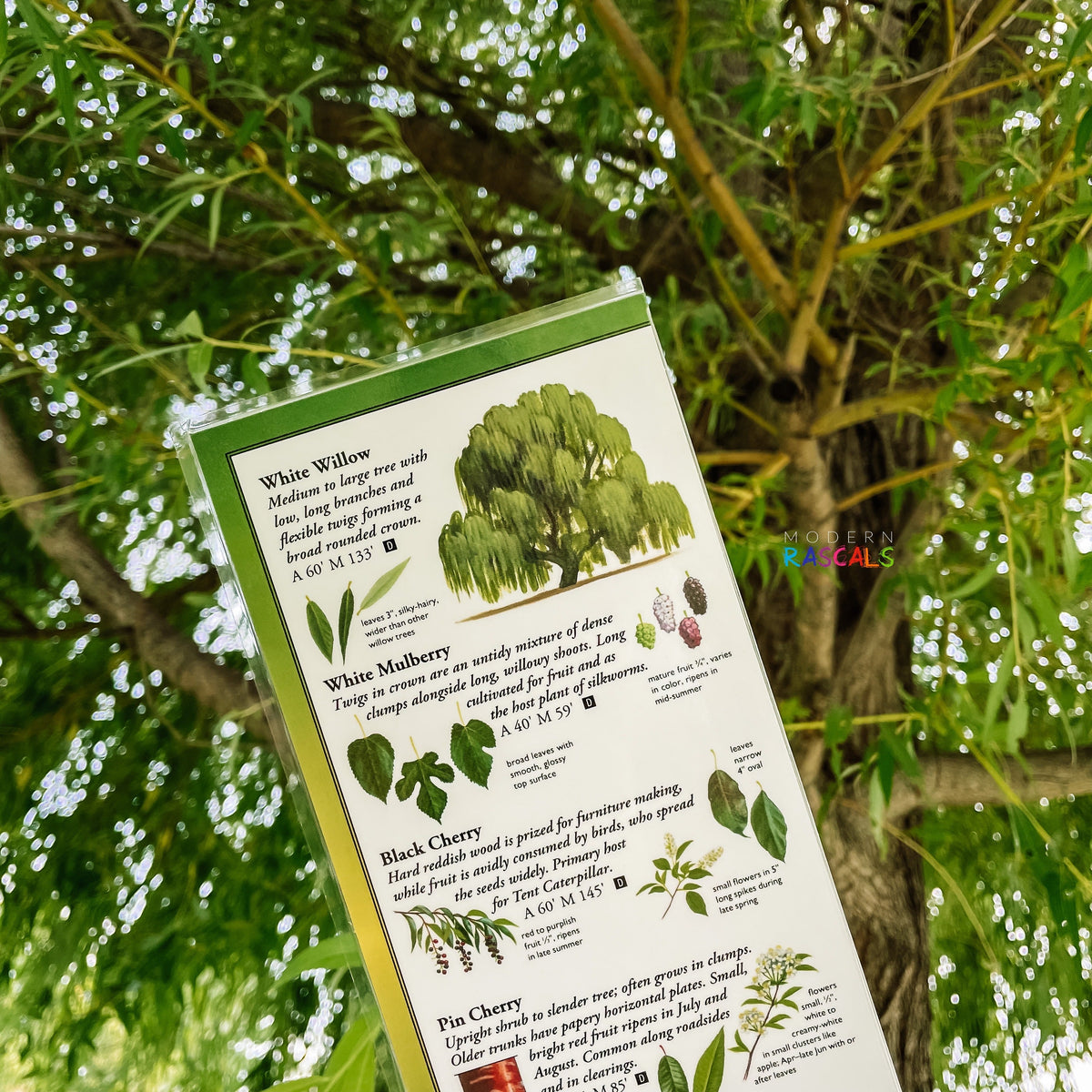 Sibley's Common Trees of Eastern Canada - Folding Guide-Nimbus Publishing-Modern Rascals