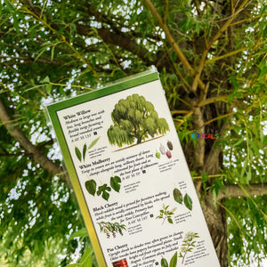 Sibley's Common Trees of Eastern Canada - Folding Guide-Nimbus Publishing-Modern Rascals