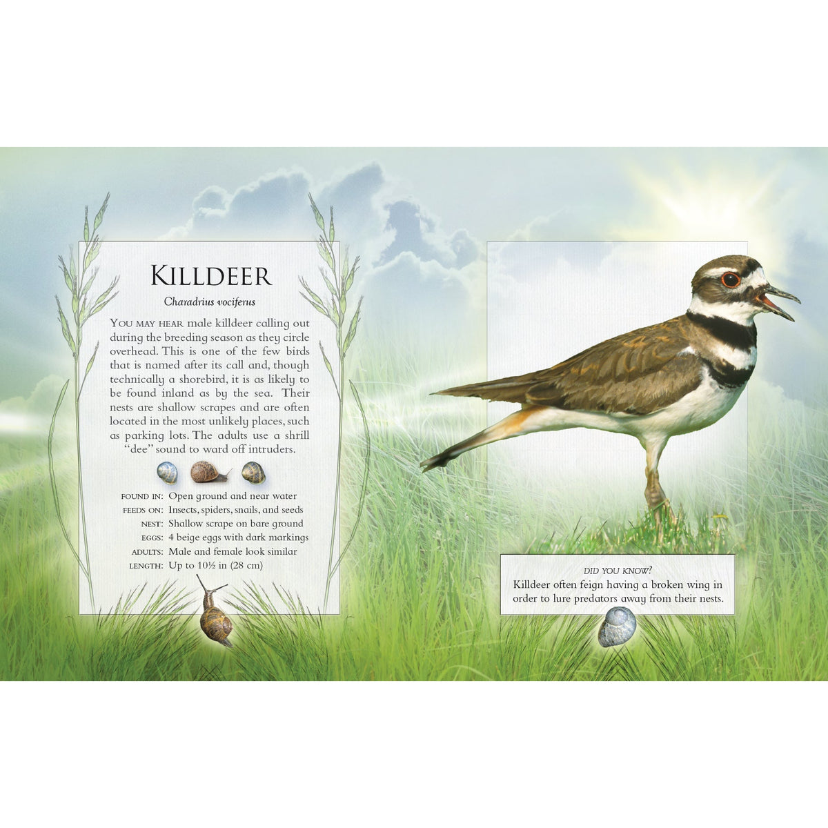 The Little Book of Backyard Bird Songs-Firefly Books-Modern Rascals