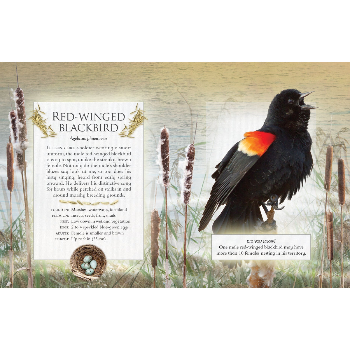 The Little Book of Backyard Bird Songs-Firefly Books-Modern Rascals