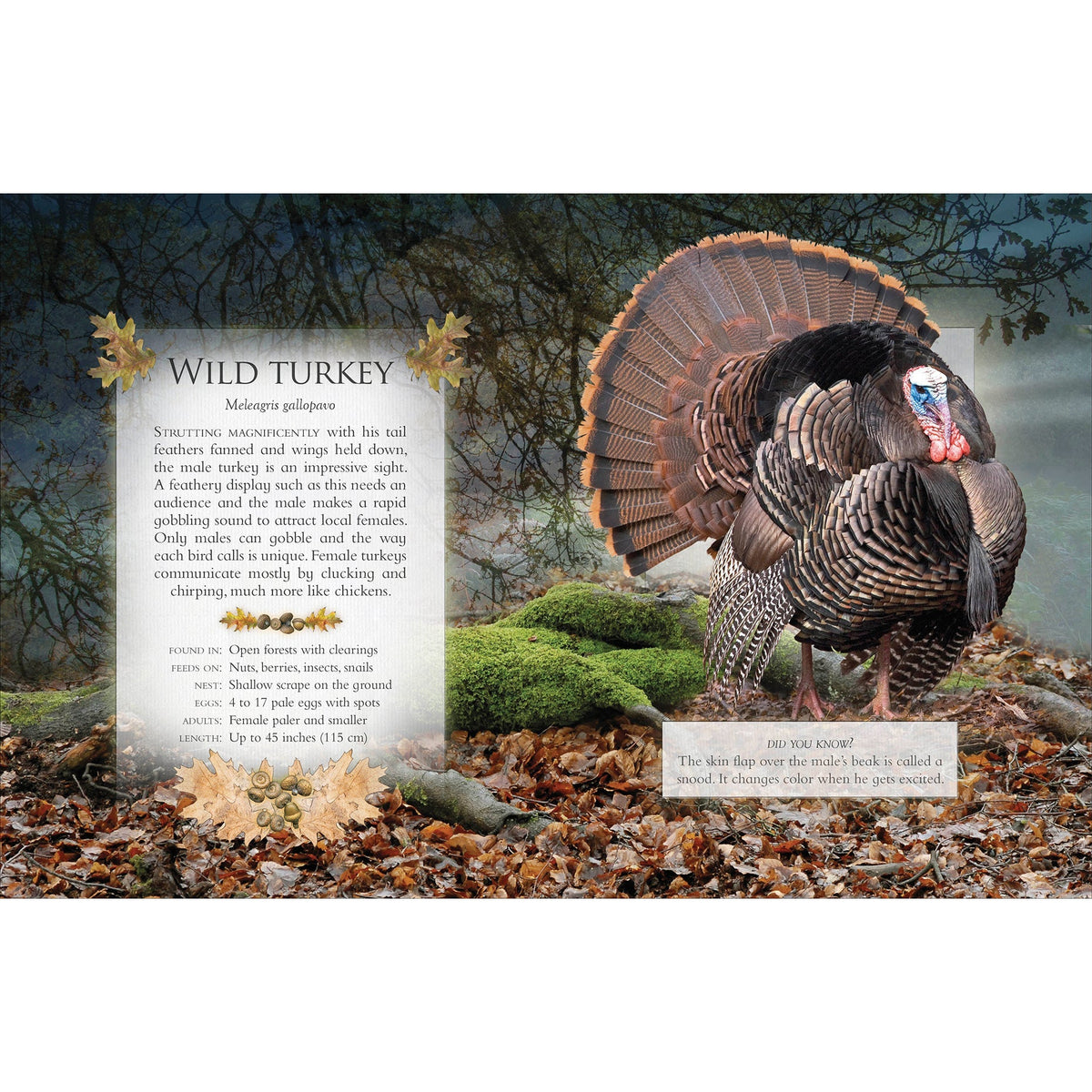 The Little Book of Woodland Bird Songs-Firefly Books-Modern Rascals