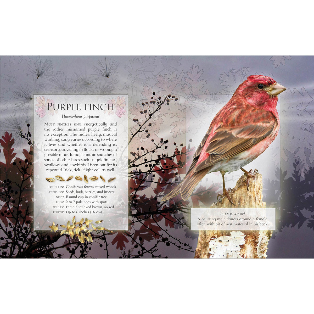 The Little Book of Woodland Bird Songs-Firefly Books-Modern Rascals