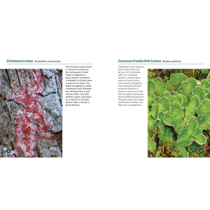 The Secret World of Lichens - a Young Naturalist's Guide-Firefly Books-Modern Rascals