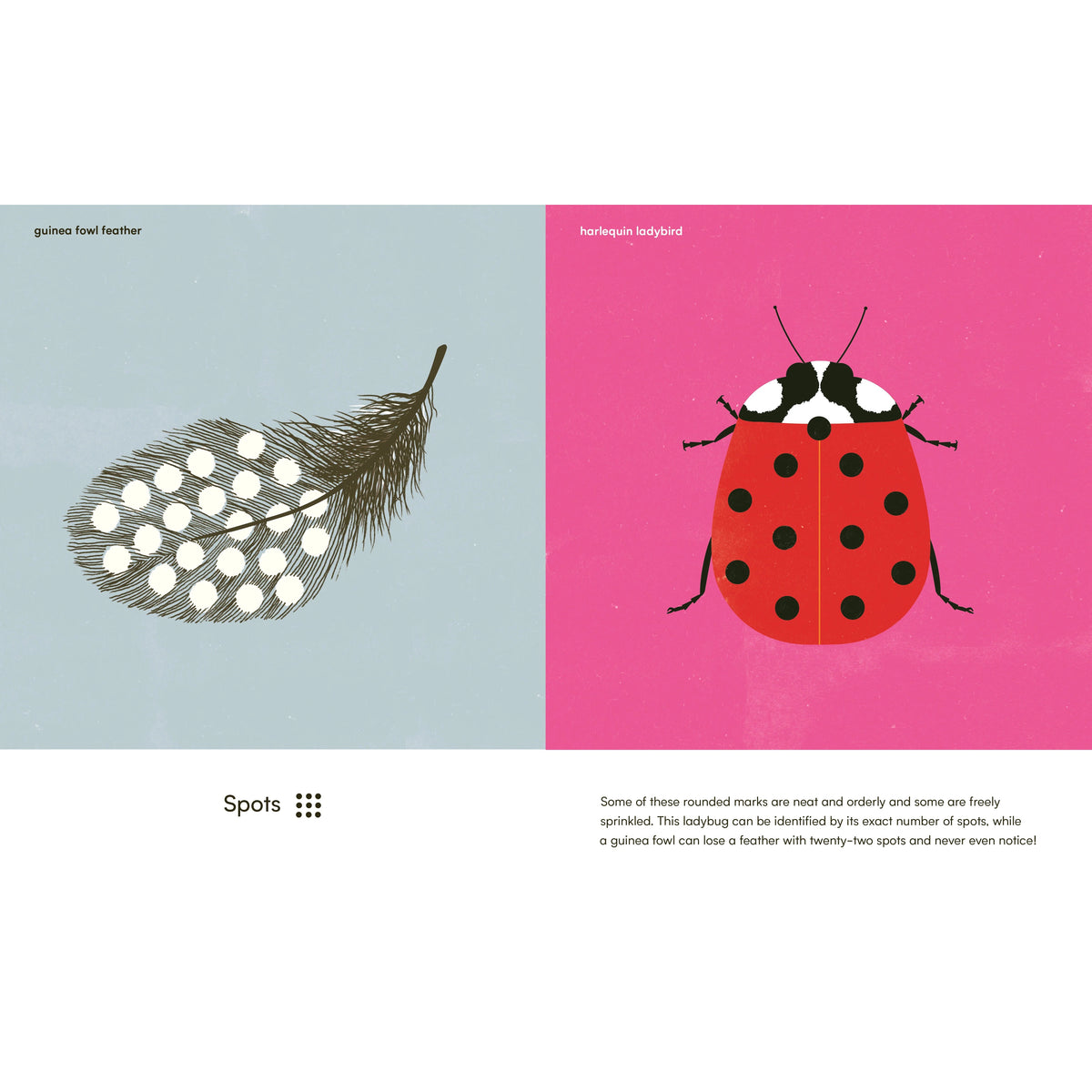 Wings, Waves, and Webs - Patterns in Nature-Greystone-Modern Rascals